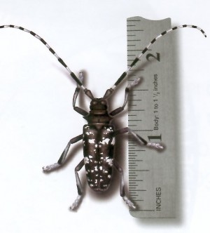 The Asian Longhorned Beetle