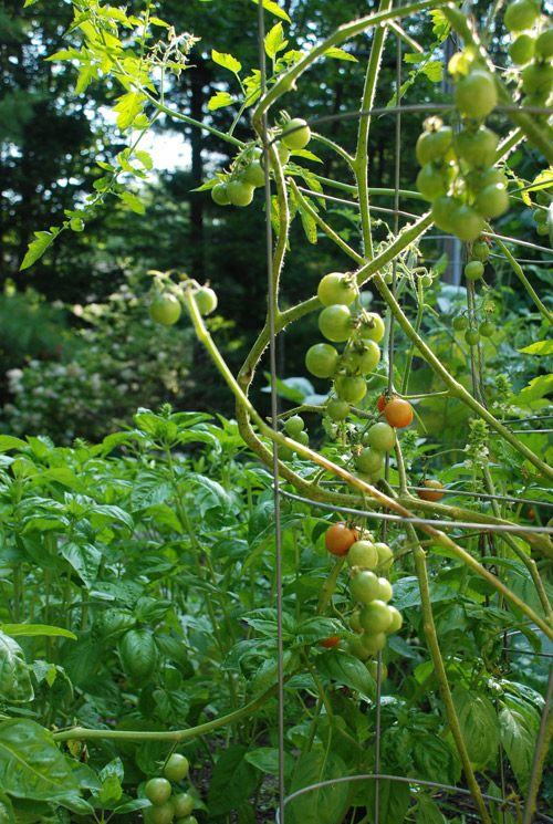 Cherry tomatoes on a summer day at Jillyanna's cooking school, Kennebunkport, Maine